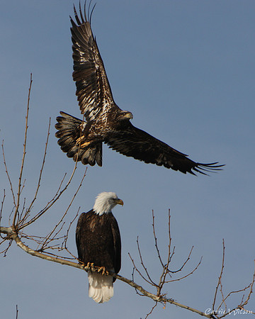 The Pair