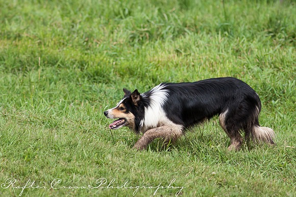 _MG_2312-6