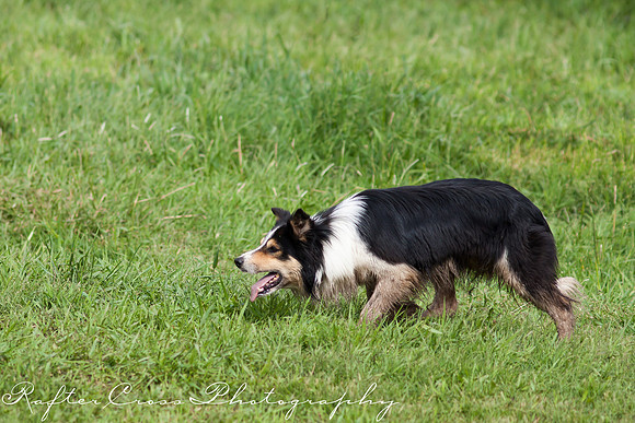 _MG_2313-7