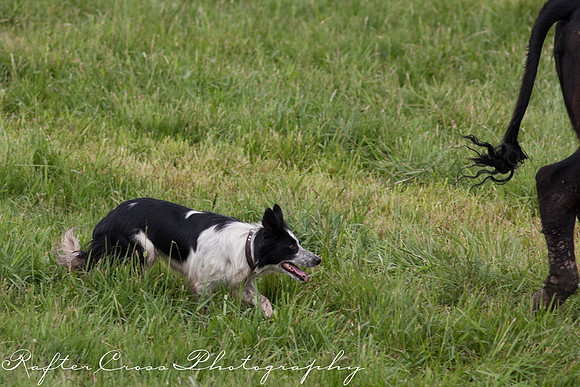 _MG_3525-81