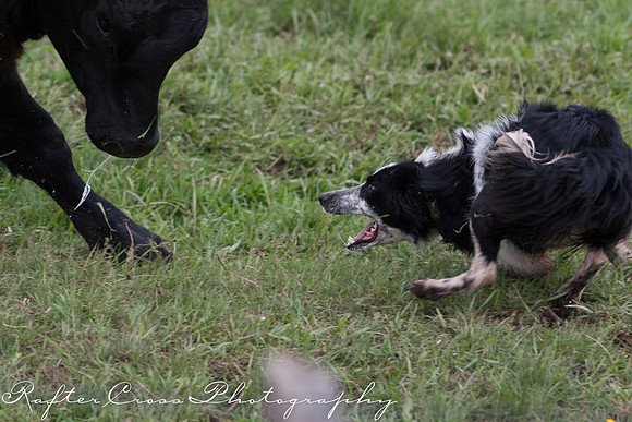 _MG_3533-85