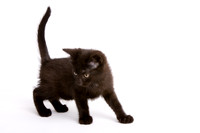 Lehman kittens