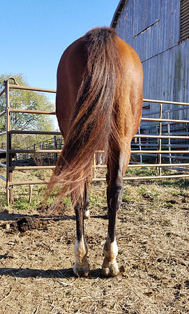 Strait Lady