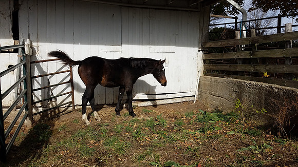 Reference: 2021 Colt by reining/cow bred stallion