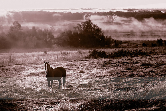 Magi in the morning