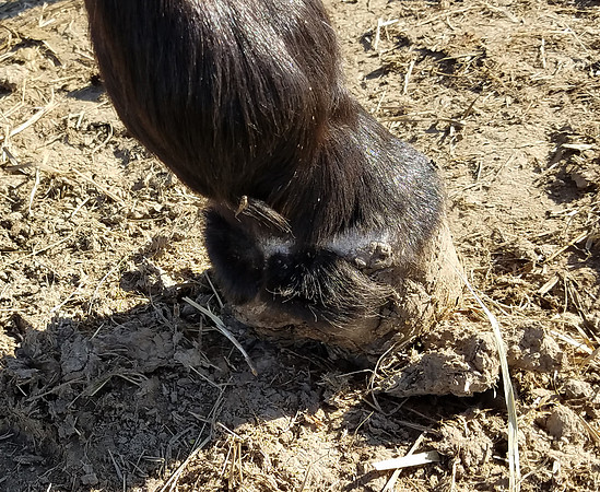 Strait Lady