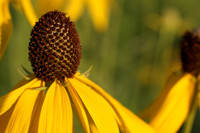 Wildflowers