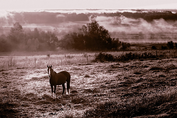 Magi in the morning