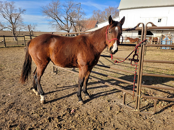 Reference: 3yr old filly by pleasure/cow bred stallion