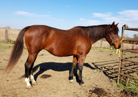 Horses