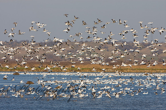 Fall migration and color