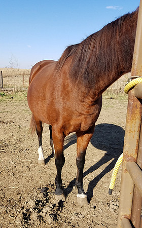 Strait Lady